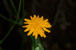 Twoflower dwarfdandelion